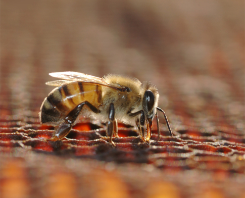 honey