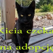 Zachęcamy do adopcji kici, kotki