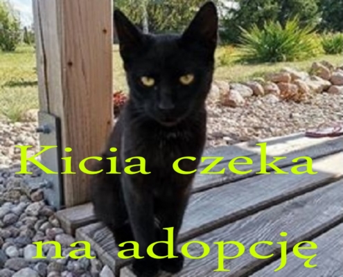 Zachęcamy do adopcji kici, kotki