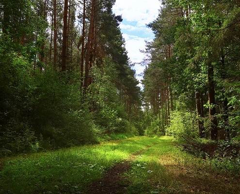 Inwentaryzacja lasu
